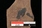 Foto (Detailansicht) von Pinus oceanines Unger (NHMW-GEO-2024-0188-0293)